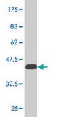 Monoclonal Anti-HOXD3 antibody produced in mouse clone 1B12, purified immunoglobulin, buffered aqueous solution