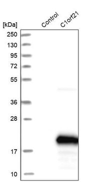 Anti-C1orf21 antibody produced in rabbit Prestige Antibodies&#174; Powered by Atlas Antibodies, affinity isolated antibody, buffered aqueous glycerol solution