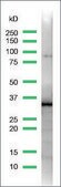 Anti-SOX-2 antibody, Rabbit monoclonal recombinant, expressed in proprietary host, clone SP76, affinity isolated antibody