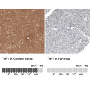 Anti-THY1 antibody produced in rabbit Prestige Antibodies&#174; Powered by Atlas Antibodies, affinity isolated antibody, buffered aqueous glycerol solution