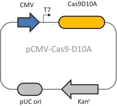 CRISPR Cas9-D10A Nickase Plasmid