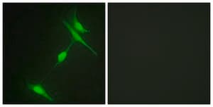 Anti-JIP1 antibody produced in rabbit affinity isolated antibody