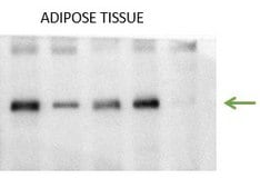Anti-SUCNR1/GPR91 Antibody, clone 1N21 ZooMAb® Rabbit Monoclonal recombinant, expressed in HEK 293 cells