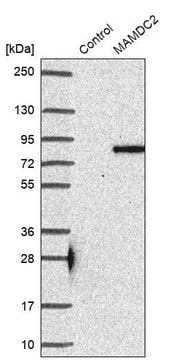 Anti-MAMDC2 antibody produced in rabbit Prestige Antibodies&#174; Powered by Atlas Antibodies, affinity isolated antibody, buffered aqueous glycerol solution, Ab2