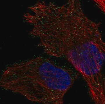 Anti-Ap1M2 Antibody Produced In Rabbit Prestige Antibodies&#174; Powered by Atlas Antibodies, affinity isolated antibody, buffered aqueous glycerol solution