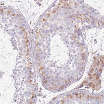Anti-ANKRD53 antibody produced in rabbit Prestige Antibodies&#174; Powered by Atlas Antibodies, affinity isolated antibody, buffered aqueous glycerol solution