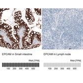 Monoclonal Anti-EPCAM antibody produced in mouse Prestige Antibodies® Powered by Atlas Antibodies, clone CL6259, purified immunoglobulin, buffered aqueous glycerol solution
