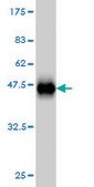 Monoclonal Anti-C17ORF75, (N-terminal) antibody produced in mouse clone 2D7, purified immunoglobulin, buffered aqueous solution