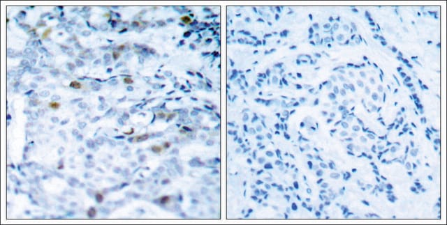 Anti-phospho-CDC2 (pThr161) antibody produced in rabbit affinity isolated antibody