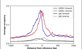 Anti-GATA1 antibody produced in rabbit Prestige Antibodies® Powered by Atlas Antibodies, affinity isolated antibody, buffered aqueous glycerol solution