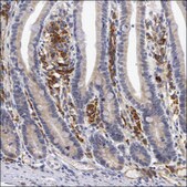 Anti-IL23A antibody produced in rabbit Prestige Antibodies® Powered by Atlas Antibodies, affinity isolated antibody, buffered aqueous glycerol solution