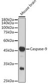 Anti-Caspase-9 Antibody, clone 8I9T3, Rabbit Monoclonal