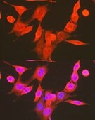 Anti-Phospho-PDPK1-S241 antibody produced in rabbit