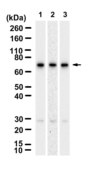 Anti-IL2RB Antibody, clone 4D2 ZooMAb® Rabbit Monoclonal recombinant, expressed in HEK 293 cells