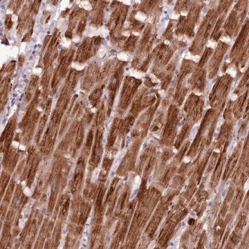 Anti-NT5DC2 antibody produced in rabbit Prestige Antibodies&#174; Powered by Atlas Antibodies, affinity isolated antibody, buffered aqueous glycerol solution