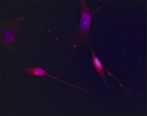 Anti-PRAS40 (C-terminal) antibody produced in rabbit ~1.5 mg/mL, affinity isolated antibody