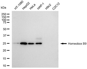 Anti Homeobox B9 Antibody, clone 23GB6075, Rabbit Monoclonal clone 23GB6075, recombinant rabbit monoclonal, expressed in HEK293 cells