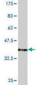 Monoclonal Anti-TFAP2A antibody produced in mouse clone 3E6, purified immunoglobulin, buffered aqueous solution