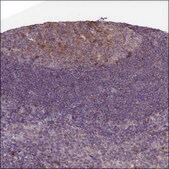 Anti-CXCL13 antibody produced in rabbit Prestige Antibodies&#174; Powered by Atlas Antibodies, affinity isolated antibody, buffered aqueous glycerol solution