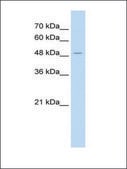 Anti-AADAT antibody produced in rabbit IgG fraction of antiserum