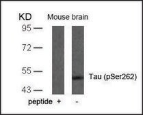 Anti-phospho-MAPT (pSer262) antibody produced in rabbit affinity isolated antibody