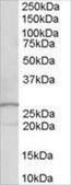 Anti-DOK5 antibody produced in goat affinity isolated antibody, buffered aqueous solution