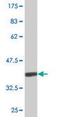 Monoclonal Anti-CENPK antibody produced in mouse clone 4D11, purified immunoglobulin, buffered aqueous solution
