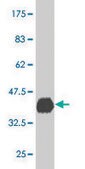 Monoclonal Anti-PBX3 antibody produced in mouse clone 2E12, purified immunoglobulin, buffered aqueous solution
