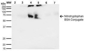 Monoclonal Anti-Nitrotryptophan-Horseradish Peroxidase antibody produced in mouse clone 4F8