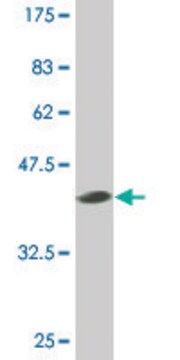 Monoclonal Anti-SMO, (C-terminal) antibody produced in mouse clone 1D9, purified immunoglobulin, buffered aqueous solution