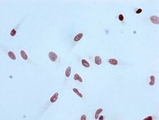 Anti-acetyl-Histone H3.1 (K4) antibody, clone 4H6, Rabbit Monoclonal recombinant, expressed in HEK293F cells