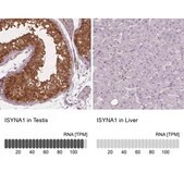 Anti-ISYNA1 antibody produced in rabbit Prestige Antibodies® Powered by Atlas Antibodies, affinity isolated antibody, buffered aqueous glycerol solution
