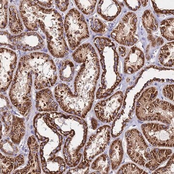 Anti-OR8S1 antibody produced in rabbit Prestige Antibodies&#174; Powered by Atlas Antibodies, affinity isolated antibody, buffered aqueous glycerol solution