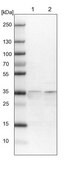 Anti-SPATC1L antibody produced in rabbit Prestige Antibodies® Powered by Atlas Antibodies, affinity isolated antibody, buffered aqueous glycerol solution, Ab2