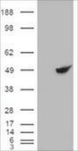 Anti-BHMT antibody produced in goat affinity isolated antibody, buffered aqueous solution
