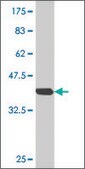 Monoclonal Anti-OLFM3 antibody produced in mouse clone 1F11, purified immunoglobulin, buffered aqueous solution