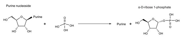 Nucleoside Phosphorylase bacterial recombinant, expressed in E. coli, &#8805;10&#160;units/mg protein