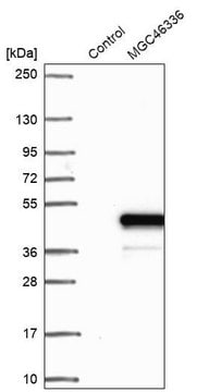 Anti-ZNF843 antibody produced in rabbit Prestige Antibodies&#174; Powered by Atlas Antibodies, affinity isolated antibody, buffered aqueous glycerol solution