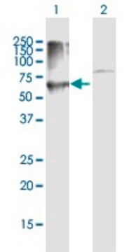 Anti-PRKCSH antibody produced in mouse purified immunoglobulin, buffered aqueous solution