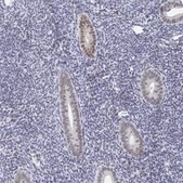 Anti-PLK3 antibody produced in rabbit Prestige Antibodies® Powered by Atlas Antibodies, affinity isolated antibody, buffered aqueous glycerol solution