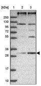Anti-REEP4 antibody produced in rabbit Prestige Antibodies&#174; Powered by Atlas Antibodies, affinity isolated antibody, buffered aqueous glycerol solution