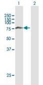 Anti-SNX1 antibody produced in mouse purified immunoglobulin, buffered aqueous solution