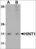 Anti-HINT1 antibody produced in rabbit affinity isolated antibody, buffered aqueous solution