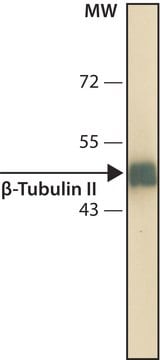 Anti-&#946;-Tubulin II antibody, Mouse monoclonal clone 7B9, purified from hybridoma cell culture