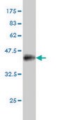 Monoclonal Anti-PRDM1 antibody produced in mouse clone 2B10, purified immunoglobulin, buffered aqueous solution