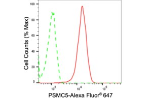 Anti PSMC5 Antibody, clone 24GB1500, Rabbit Monoclonal clone 24GB1500, recombinant rabbit monoclonal, expressed in HEK293 cells