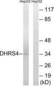 Anti-DHRS4 antibody produced in rabbit affinity isolated antibody