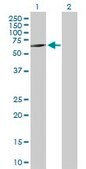 Anti-FARSA antibody produced in mouse purified immunoglobulin, buffered aqueous solution