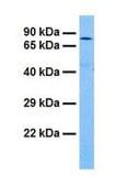 Anti-JMJD2C affinity isolated antibody