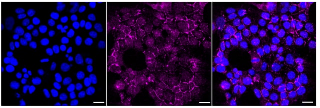 KD-Validated Anti Calmegin Antibody, clone 23GB3285, Rabbit Monoclonal clone 23GB3285, recombinant rabbit monoclonal, expressed in HEK293 cells